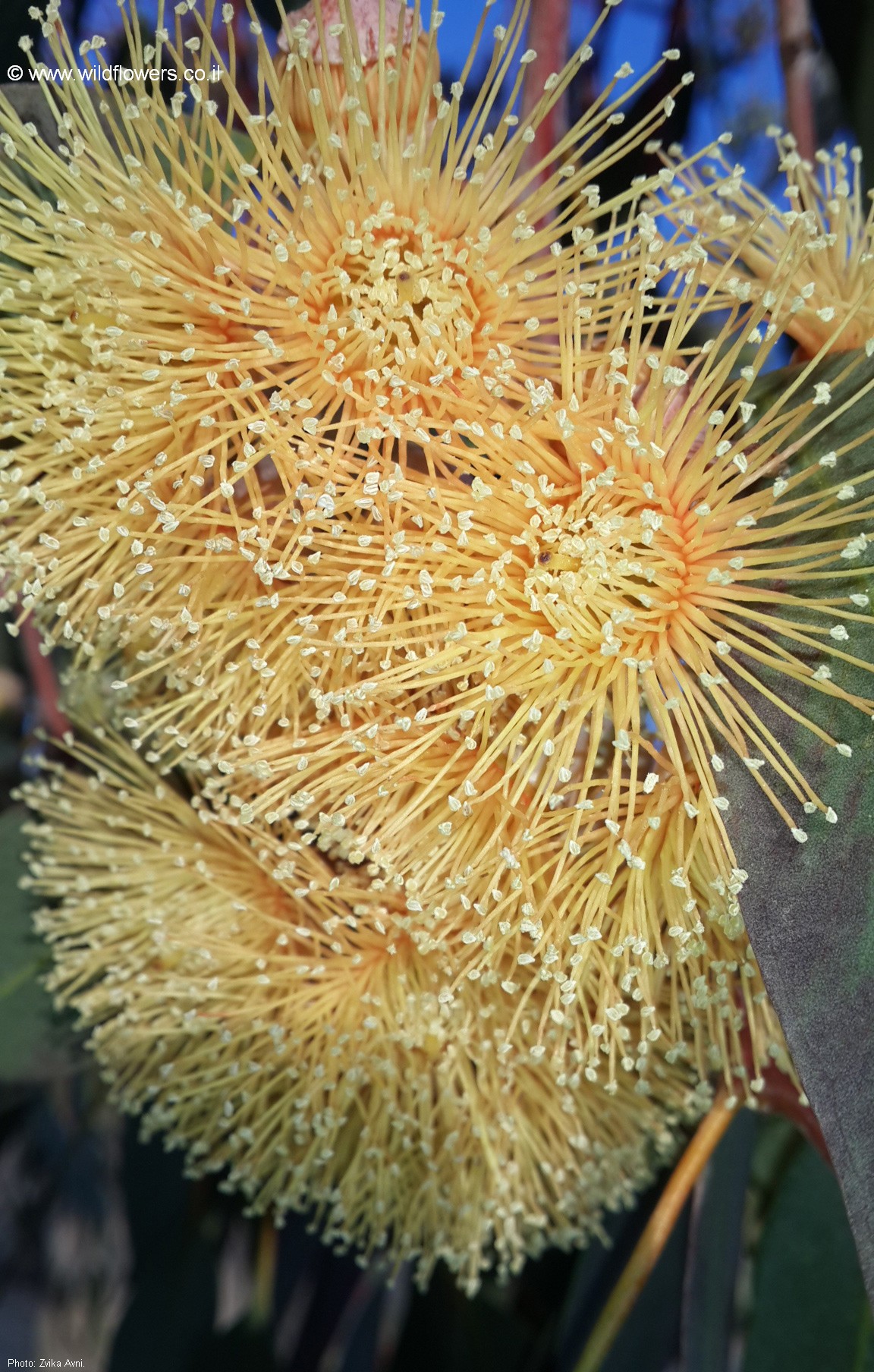 Eucalyptus clelandii